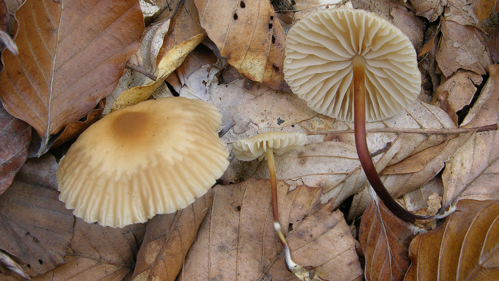 Svuotando l''archivio 2009....3� e ultima parte.